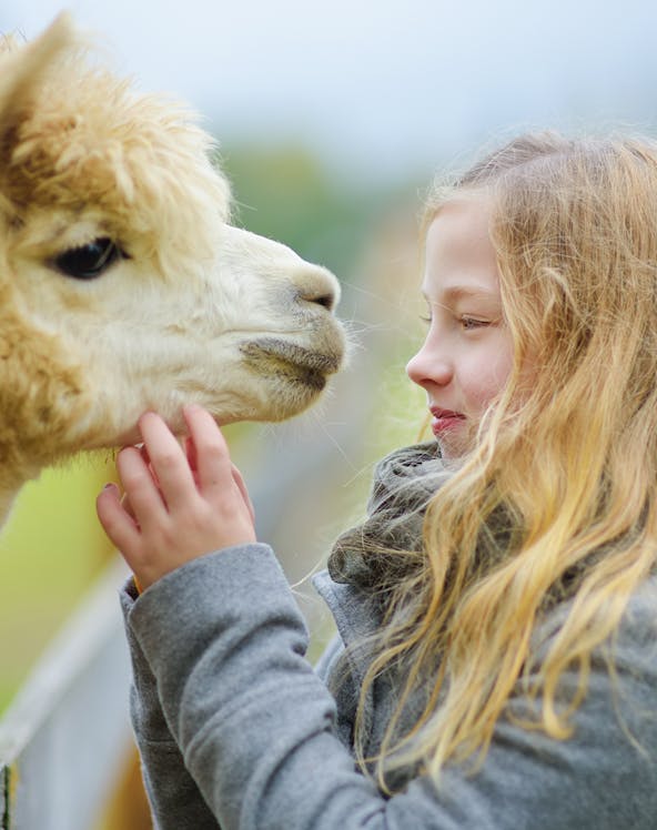 Young girl gently stroking an alpaca outdoors.