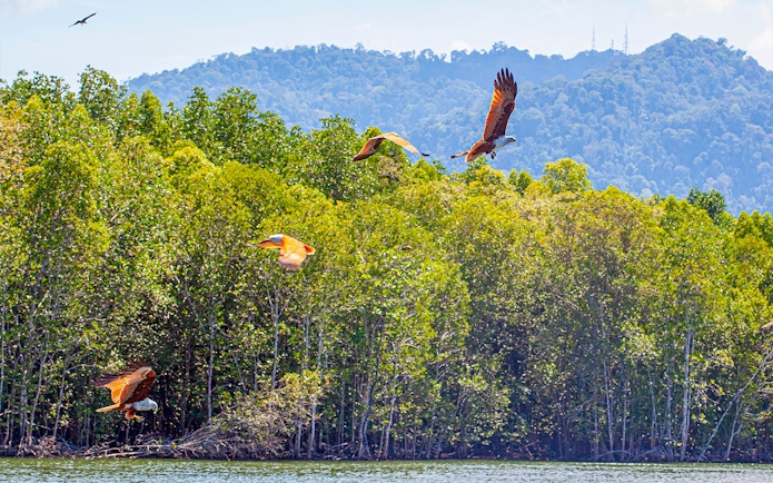 Eagles flying over mangrove forest in Langkawi, Malaysia.