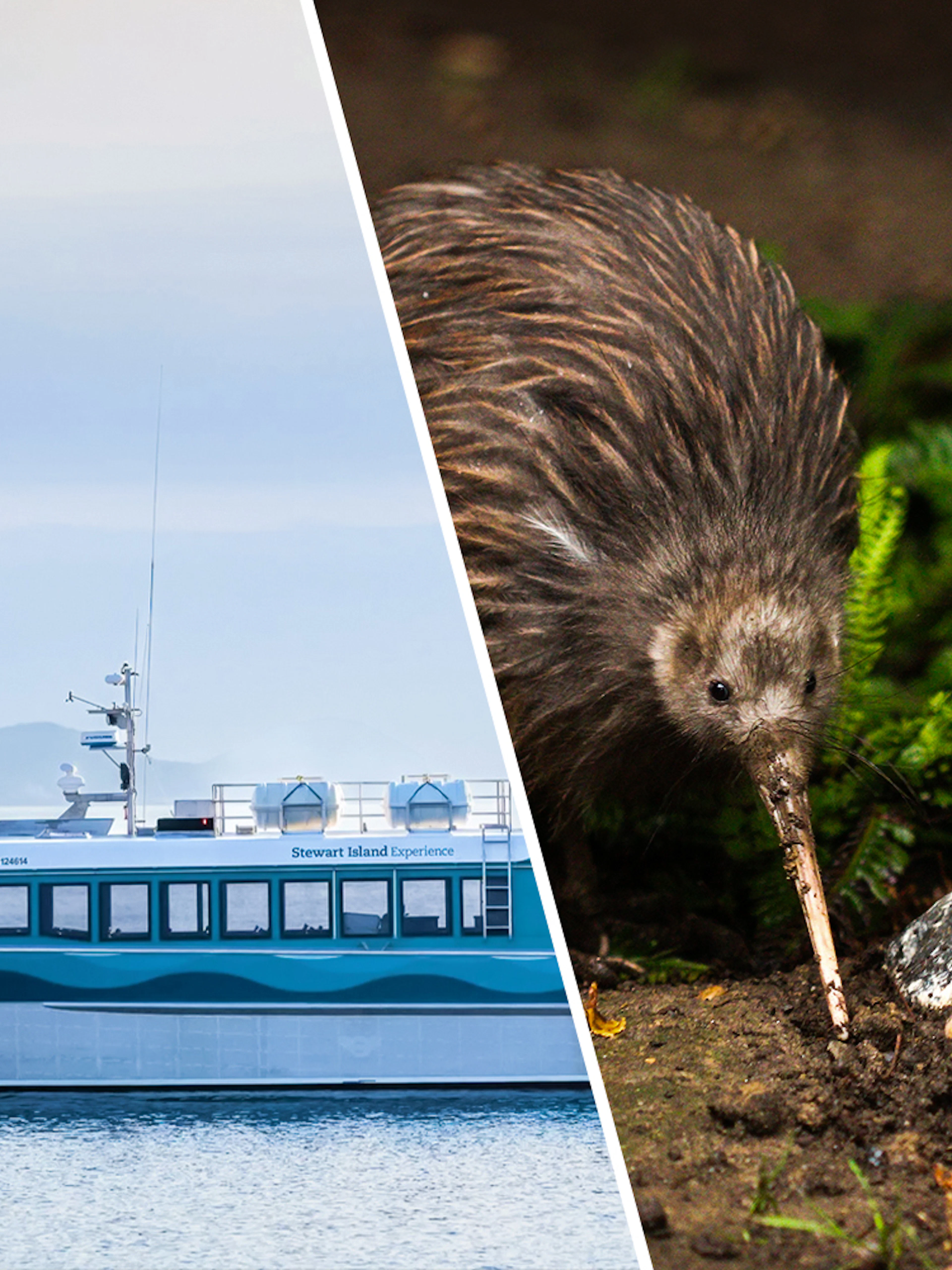 Stewart Island Ferry on water with kiwi bird in natural habitat.