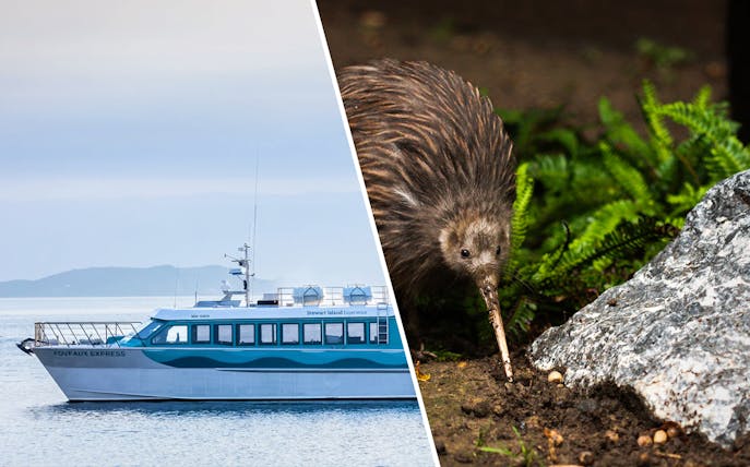 Stewart Island Ferry on water with kiwi bird in natural habitat.