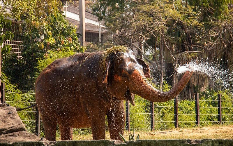 Koala the Elephant