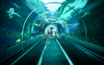 Visitors walking through underwater tunnel at SeaWorld San Diego.