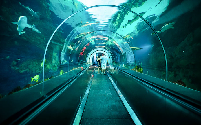 Visitors walking through underwater tunnel at SeaWorld San Diego.