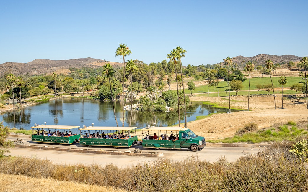 Safari tram tour at San Diego Zoo Safari Park passing by a scenic pond and palm trees.