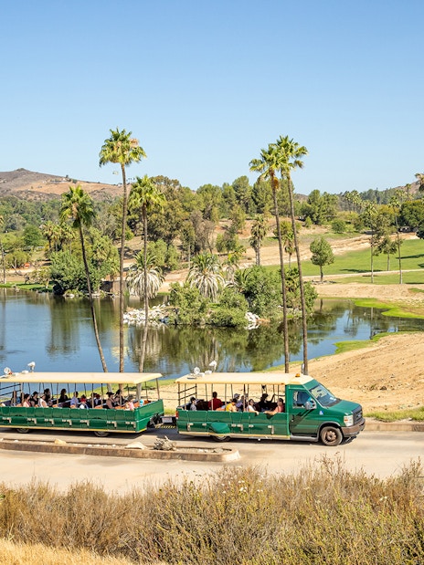 Safari tram tour at San Diego Zoo Safari Park passing by a scenic pond and palm trees.