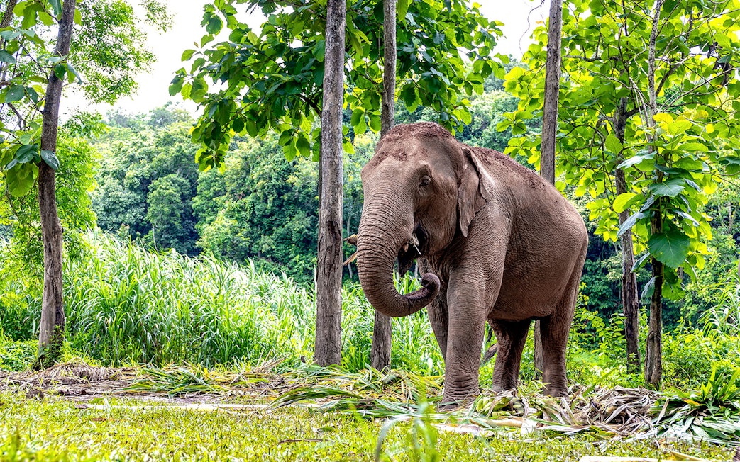 Elephant in lush greenery at Elephant Jungle Sanctuary, Pattaya.