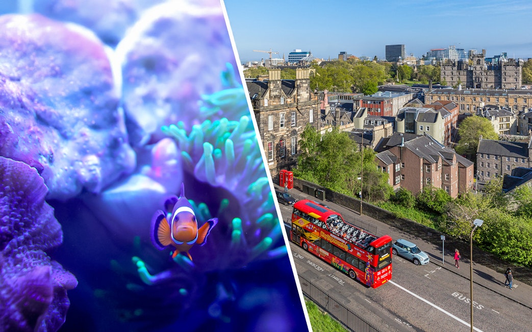Clownfish swimming near coral and a red double-decker bus touring Edinburgh cityscape.