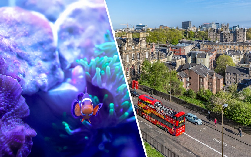 Clownfish swimming near coral and a red double-decker bus touring Edinburgh cityscape.