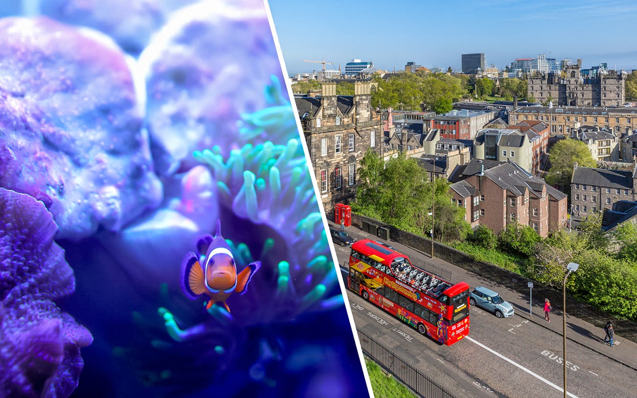 Clownfish swimming near coral and a red double-decker bus touring Edinburgh cityscape.