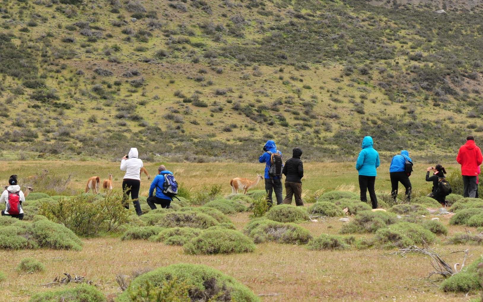 Tourists photographing wild guanacos in grassy hills, Torres del Paine National Park, Chile.