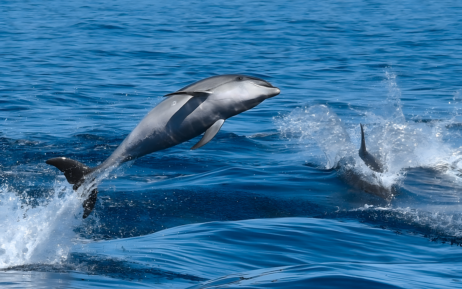 Dolphins leaping from the water during a Dolphin & Whale Watching Cruise.