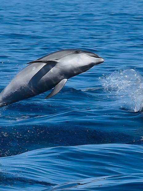 Dolphins leaping from the water during a Dolphin & Whale Watching Cruise.