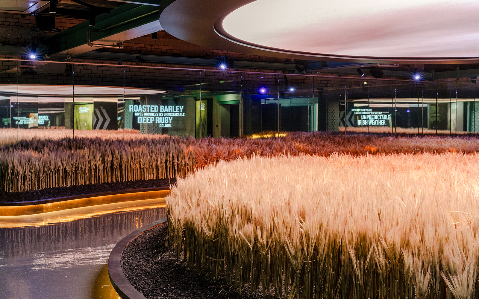 Barley exhibit inside the Guinness Storehouse, showcasing ingredients used in brewing.