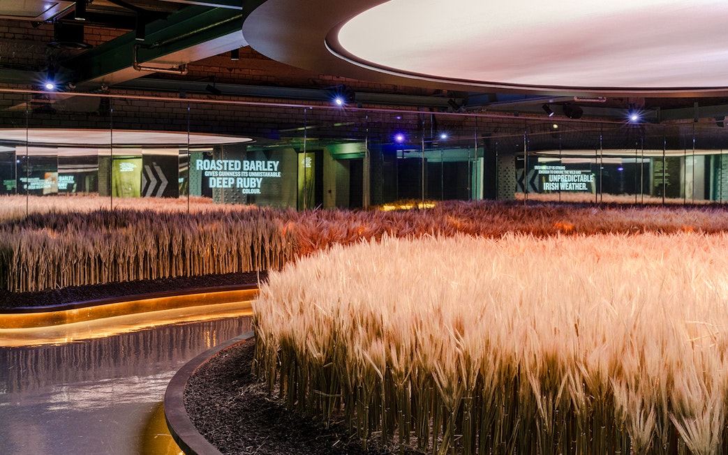 Barley exhibit inside the Guinness Storehouse, showcasing ingredients used in brewing.