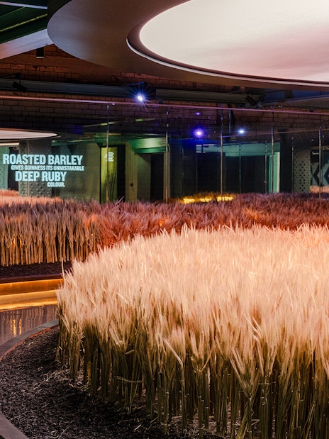 Barley exhibit inside the Guinness Storehouse, showcasing ingredients used in brewing.