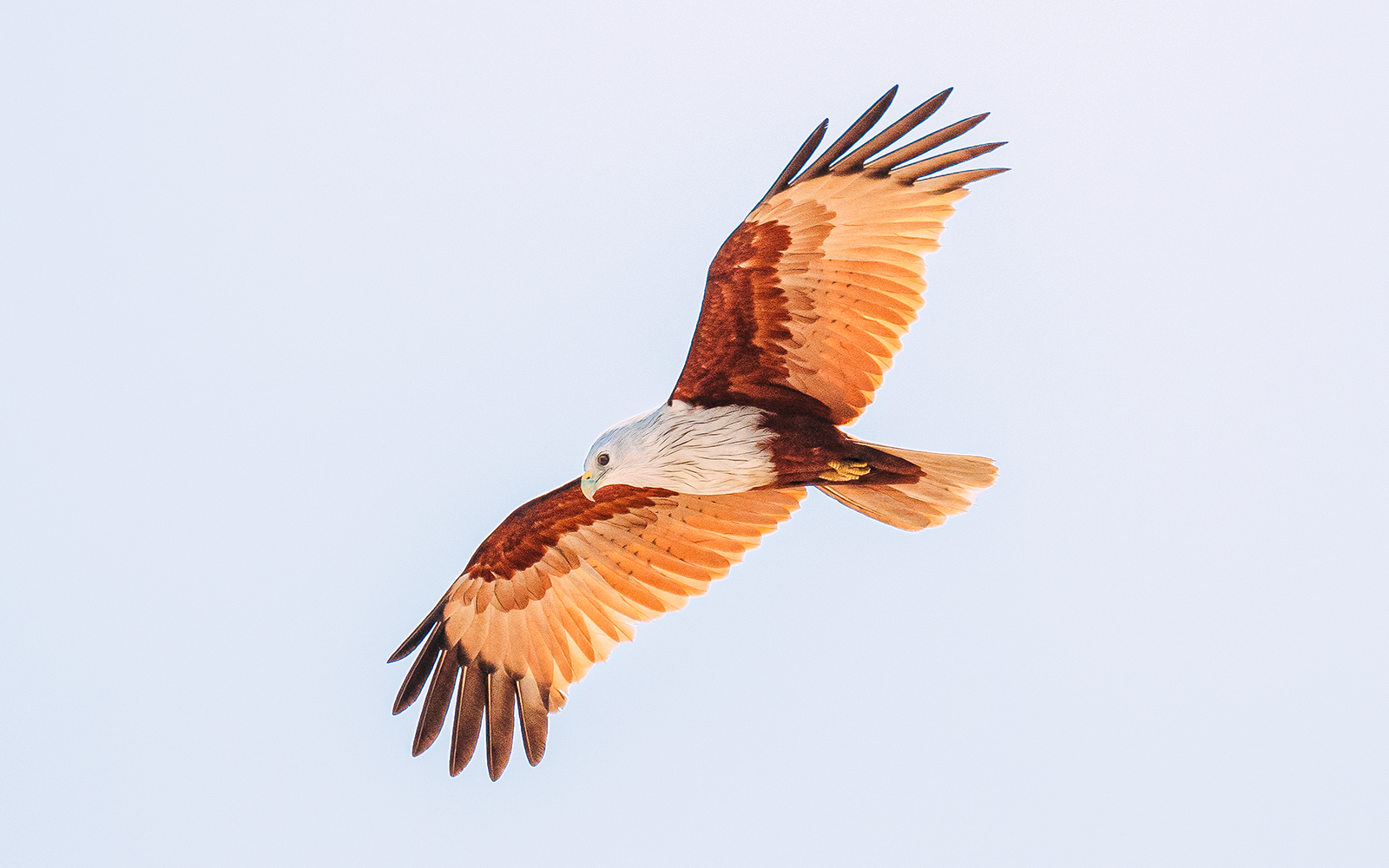 Brahminy kite soaring in clear sky.