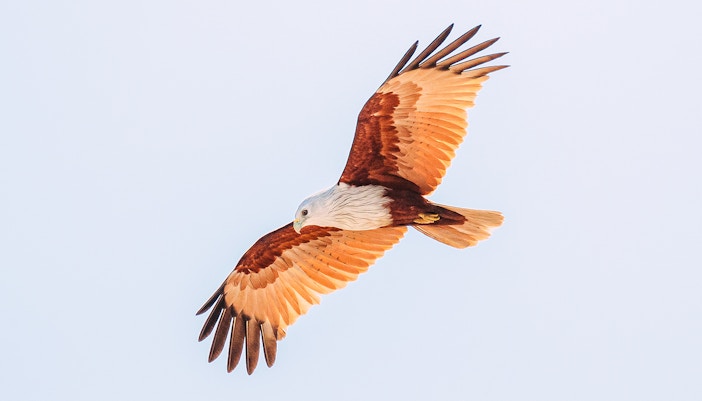 Brahminy kite soaring in clear sky.