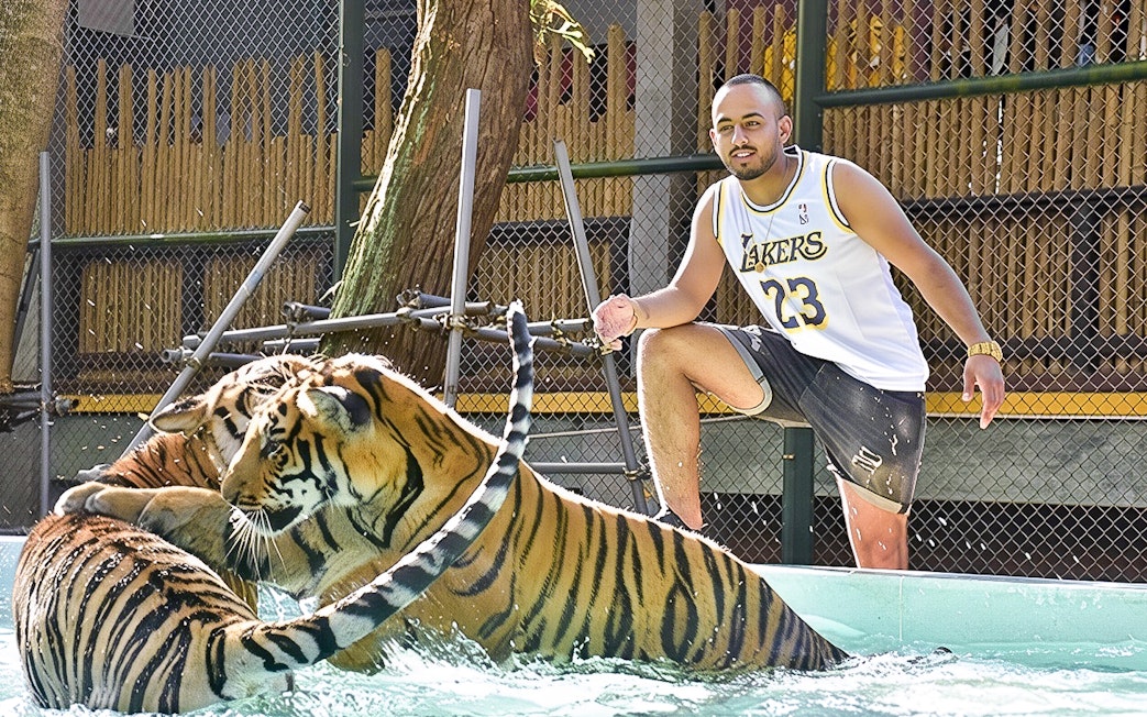 Two tigers play in a pool at Tiger Kingdom as a visitor observes nearby.