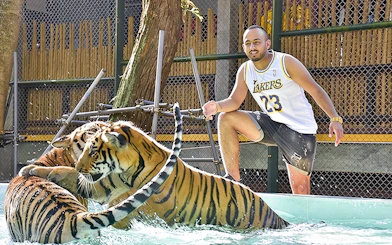 Two tigers play in a pool at Tiger Kingdom as a visitor observes nearby.