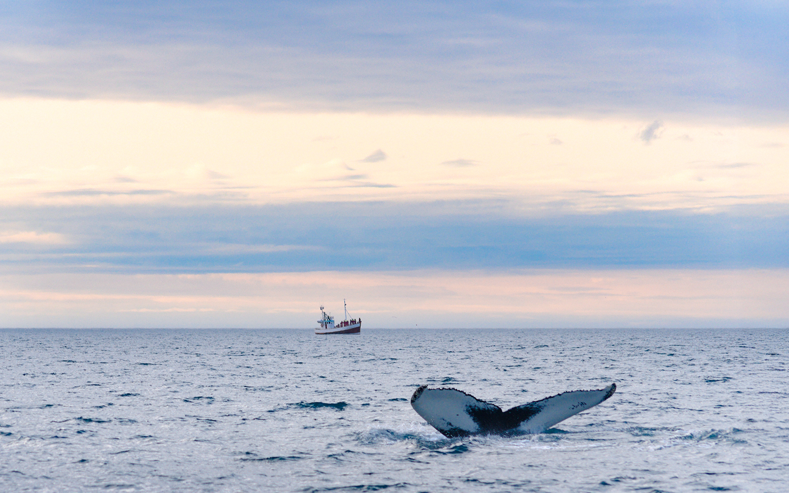 Whale tail diving in Icelandic sea near Húsavík with boat in background.