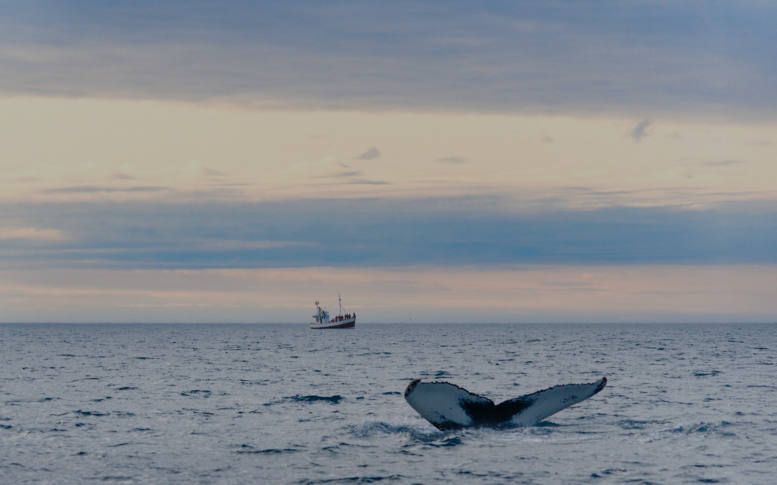 Whale tail diving in Icelandic sea near Húsavík with boat in background.