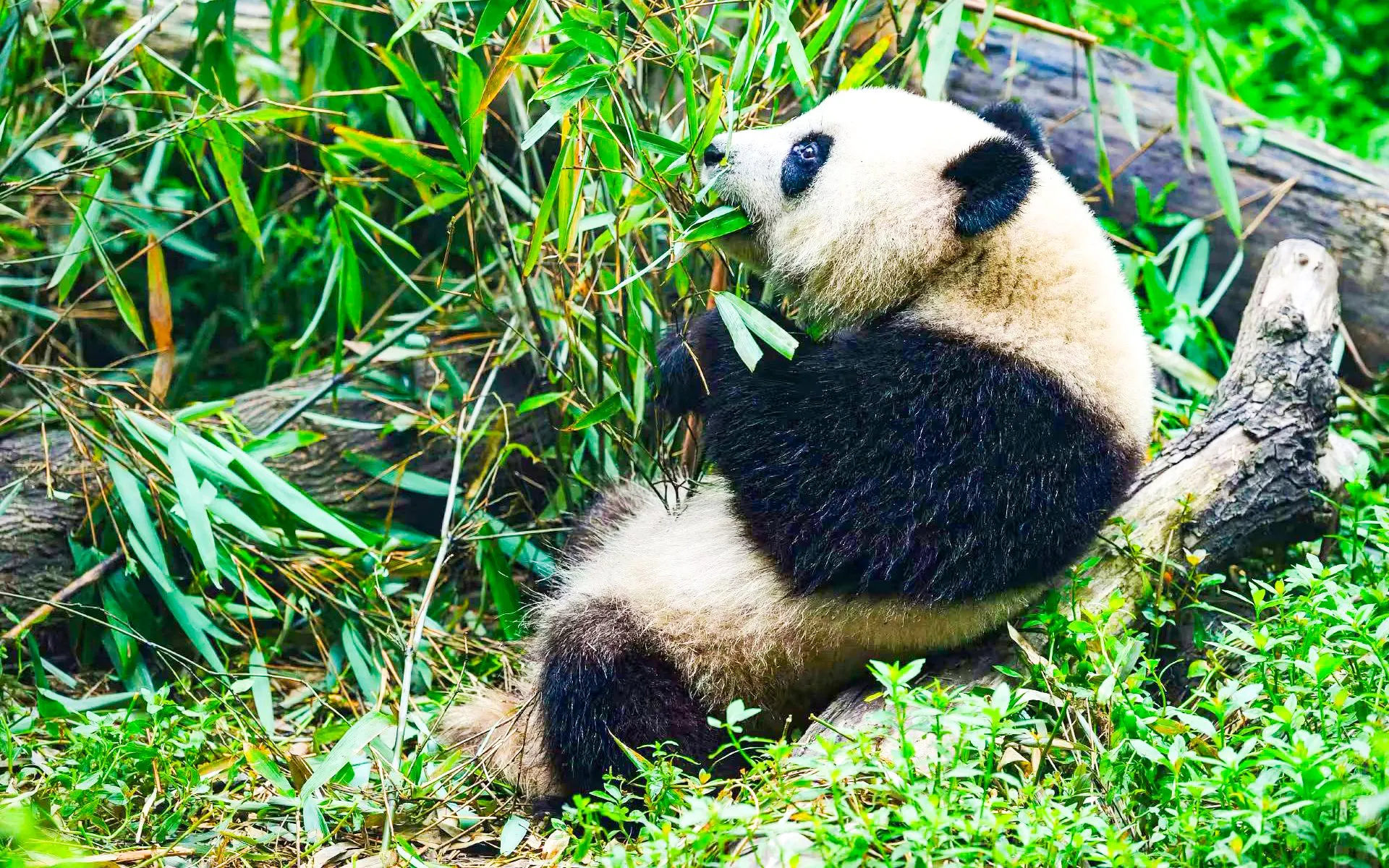 Panda eating bamboo at Dujiangyan Panda Valley, China.
