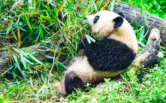 Panda eating bamboo at Dujiangyan Panda Valley, China.