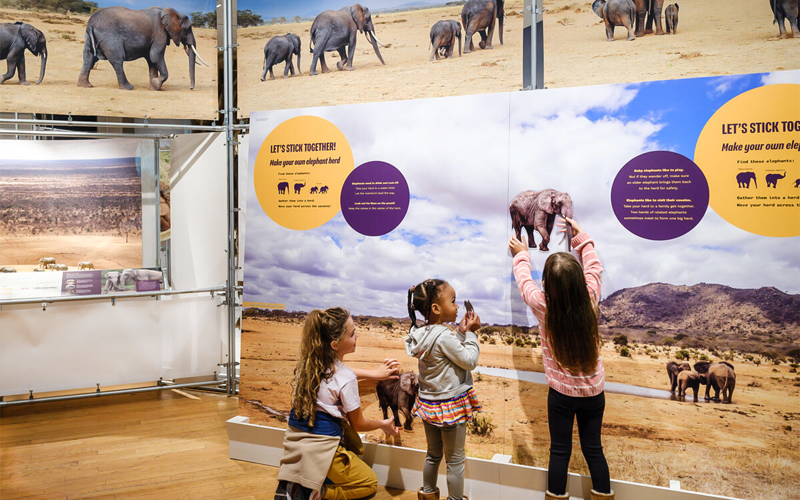 Elephant skeleton display at The Secret World of Elephants Exhibit, American Museum of Natural History.
