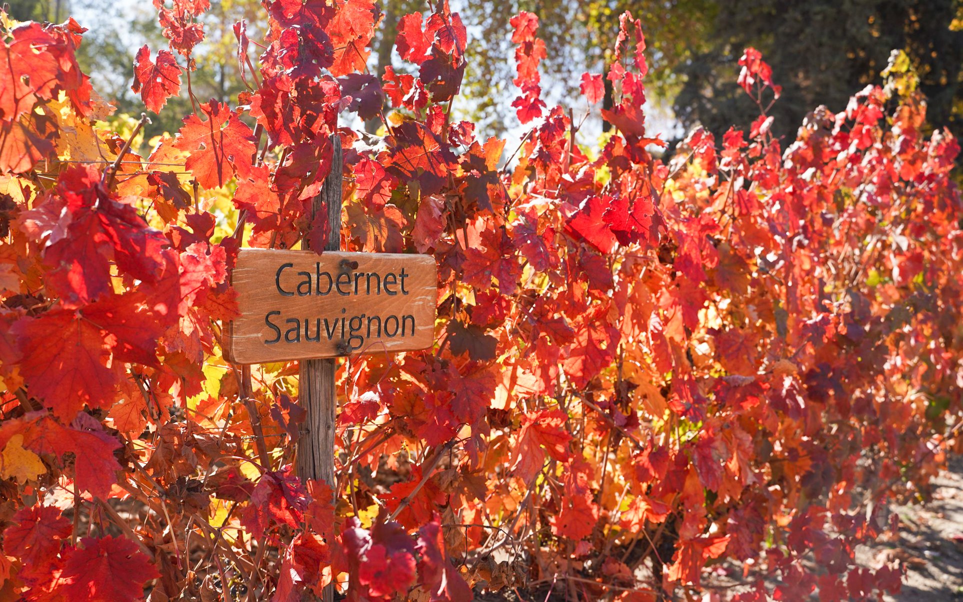 Cabernet Sauvignon grapevines with vibrant autumn leaves in a vineyard.