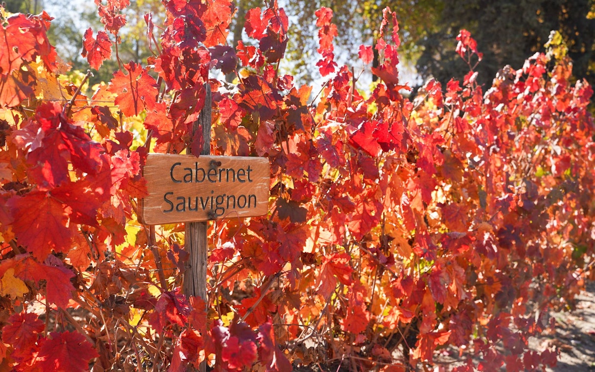 Cabernet Sauvignon grapevines with vibrant autumn leaves in a vineyard.
