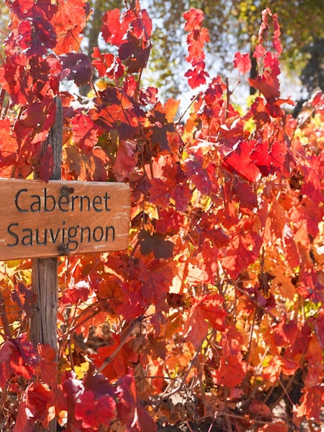 Cabernet Sauvignon grapevines with vibrant autumn leaves in a vineyard.