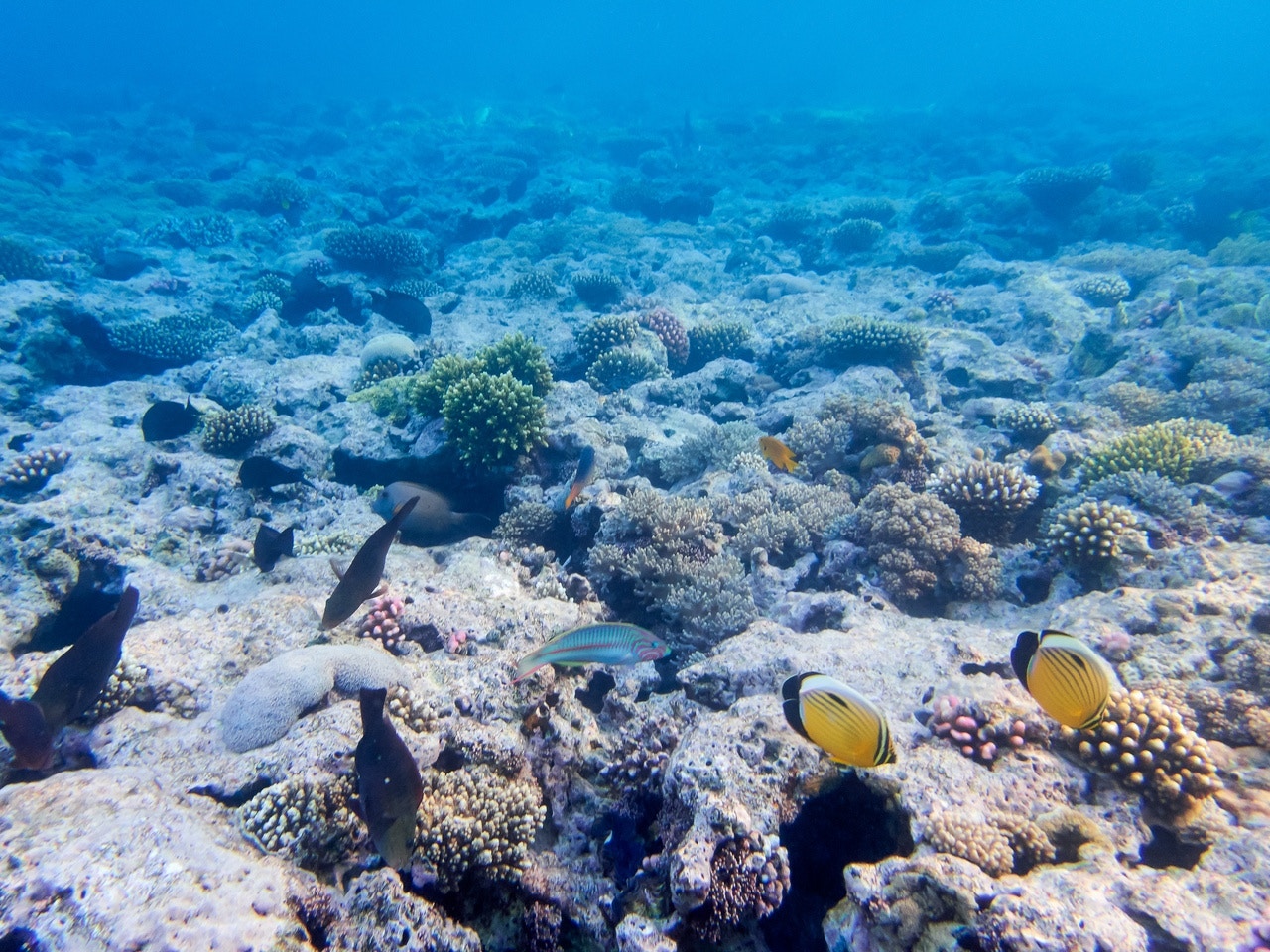 Coral reef and tropical fish in the Red Sea, Hurghada, ideal for beginner scuba divers.