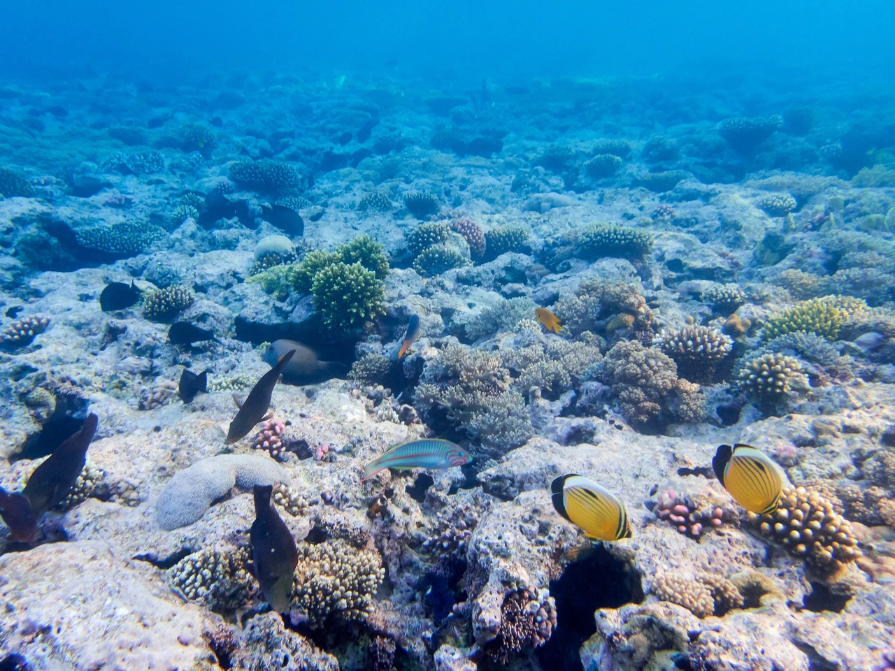 Coral reef and tropical fish in the Red Sea, Hurghada, ideal for beginner scuba divers.