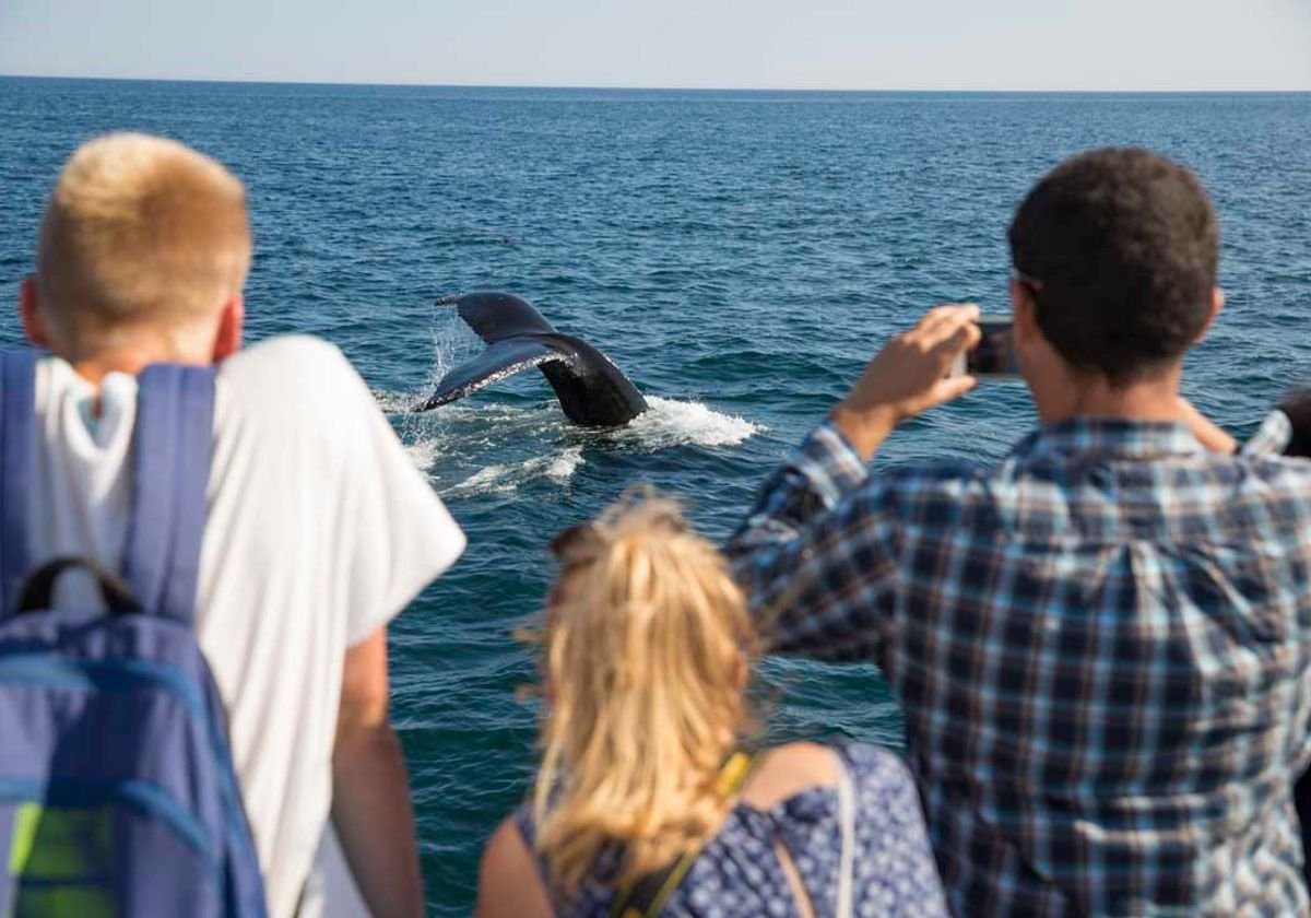 Guests observing whales from a boat on England Aquarium Whale Watching Cruise.