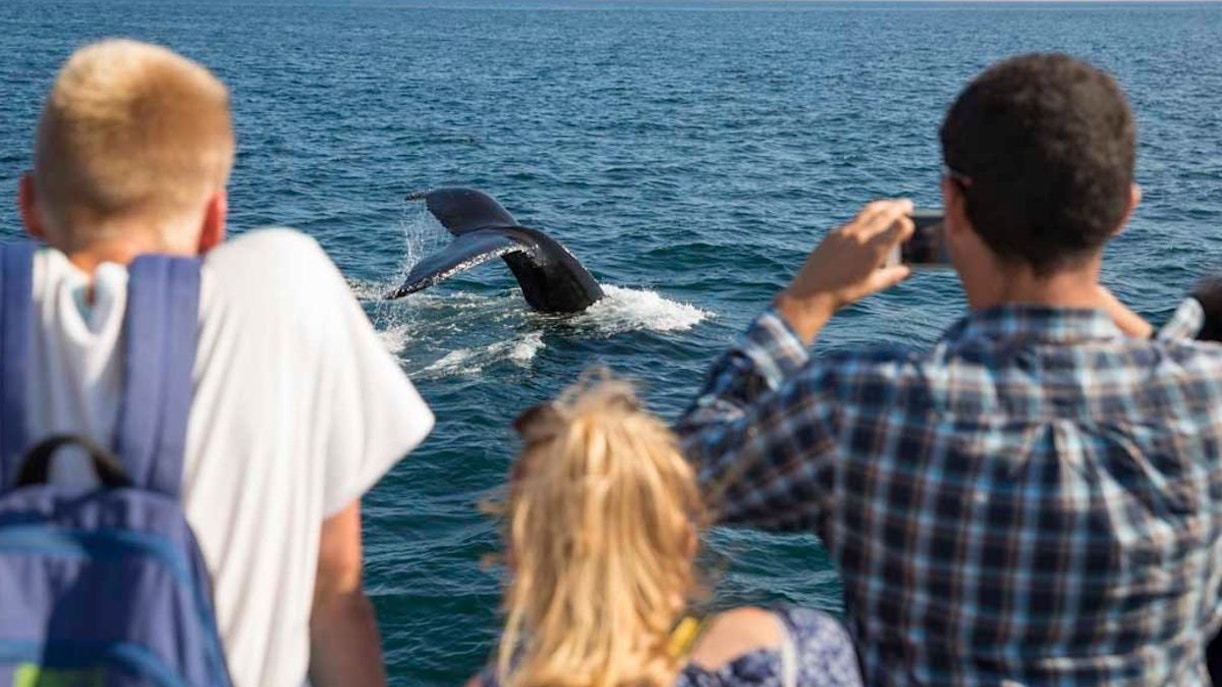 Guests observing whales from a boat on England Aquarium Whale Watching Cruise.