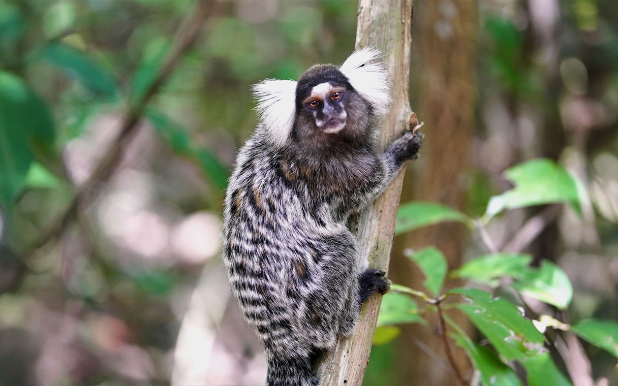 Marmoset on a tree at Out of Africa Wildlife Park.