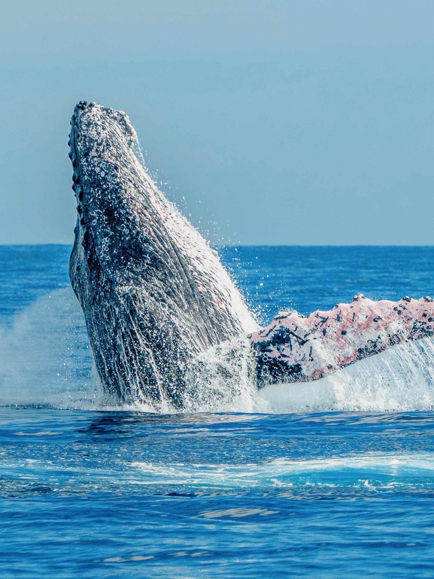 Lanzarote Whale Watching