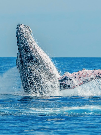 Humpback whale breaching in Lanzarote during whale watching tour.
