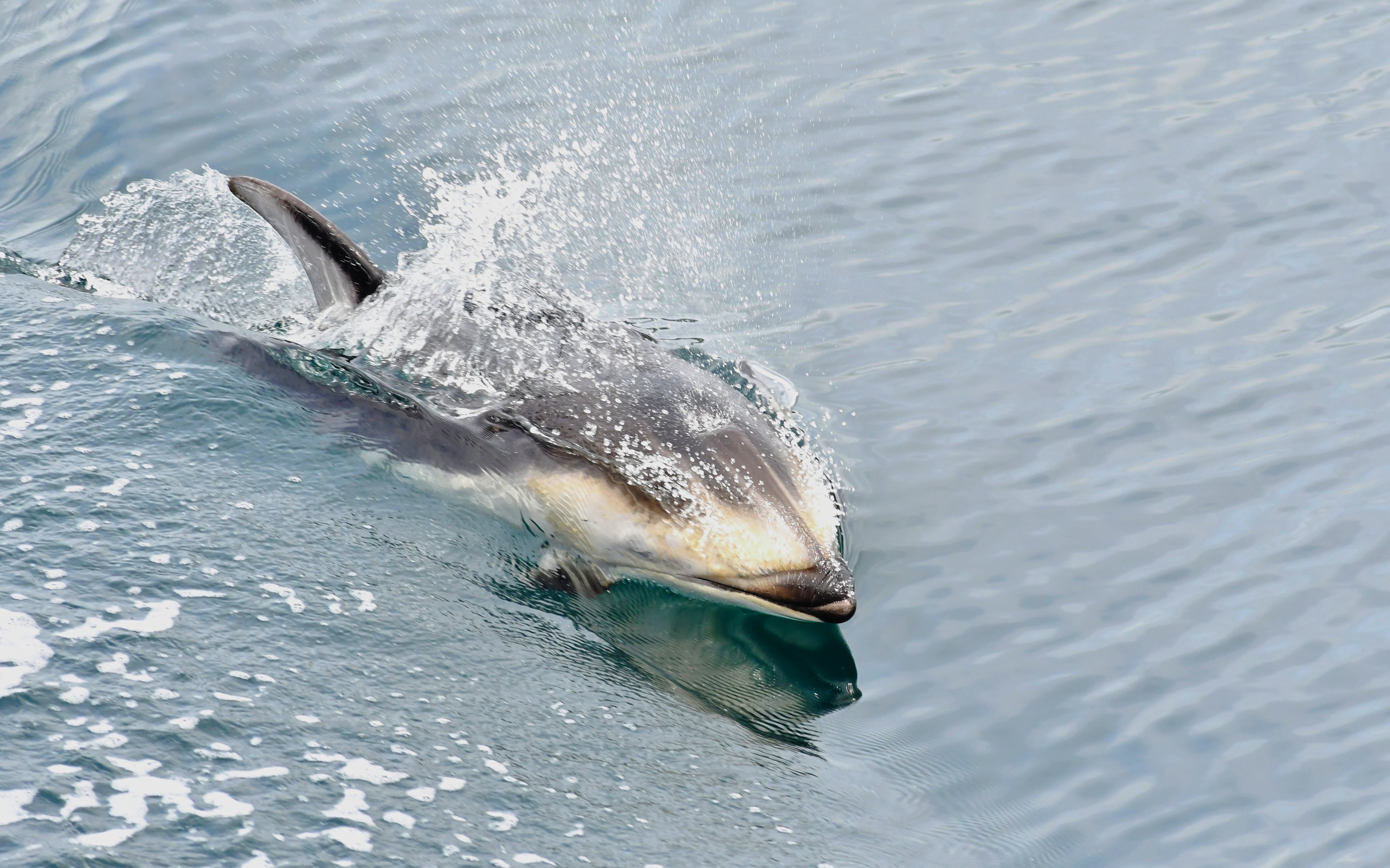 Pacific white-sided dolphin swimming in Vancouver waters during whale watching tour.