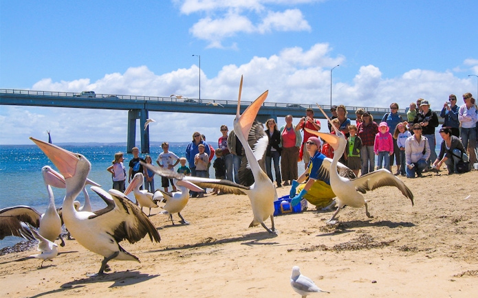 Pelicans being fed on the beach with a crowd watching at Cape Woolamai, Phillip Island.