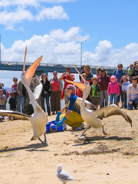 Pelicans being fed on the beach with a crowd watching at Cape Woolamai, Phillip Island.