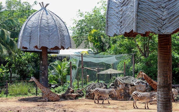 Giraffes and zebras in a naturalistic enclosure at Auckland Zoo.