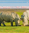 Safari por la tarde