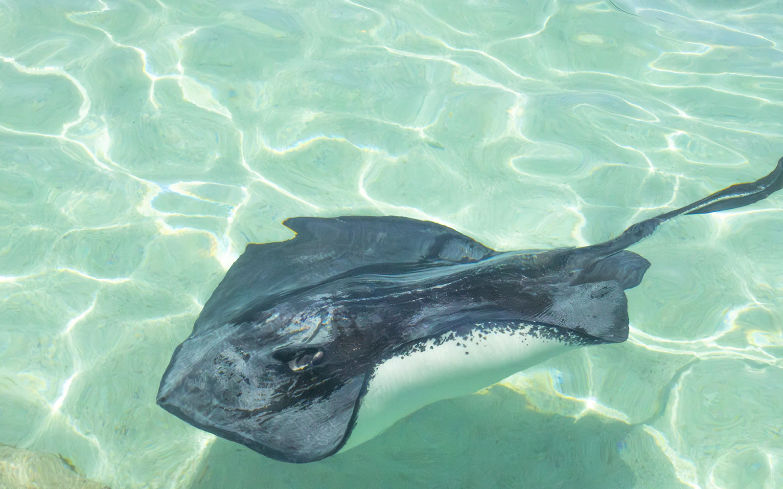 Stingray swimming in clear waters