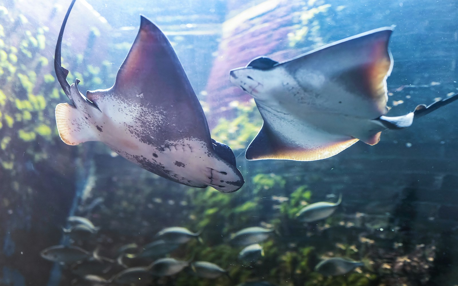Stingrays swimming in Livorno Aquarium exhibit.