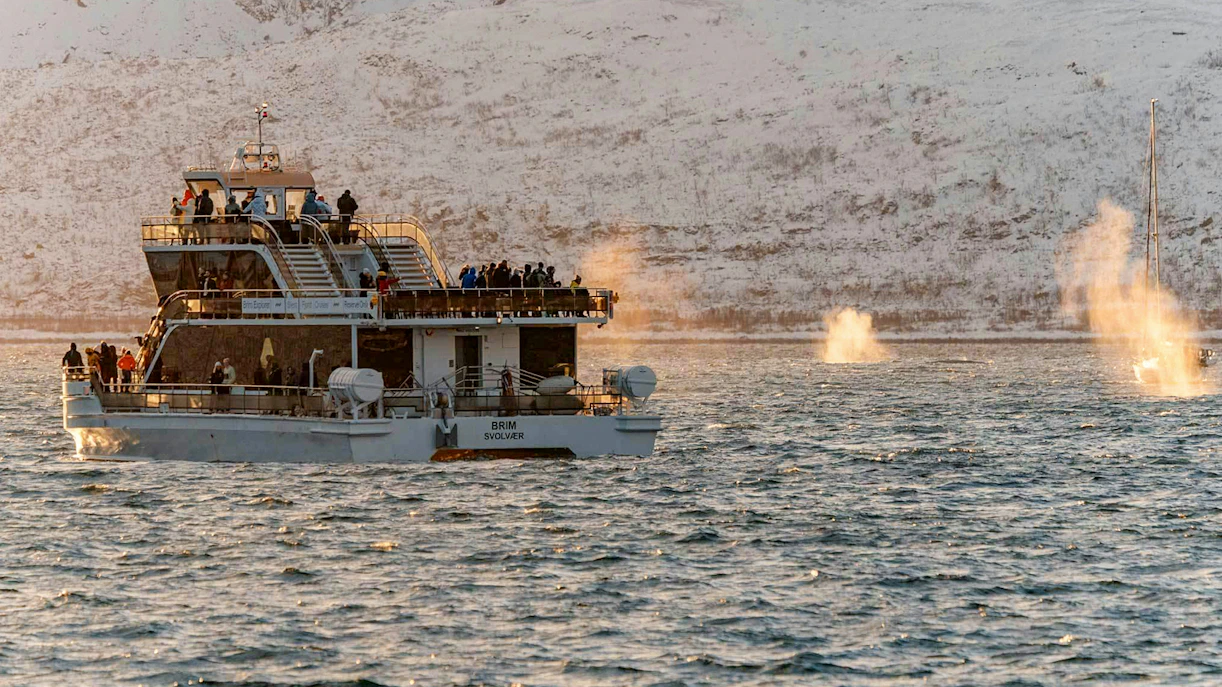 Tourists on a hybrid-electric cruise watching whales in Tromso, Norway.