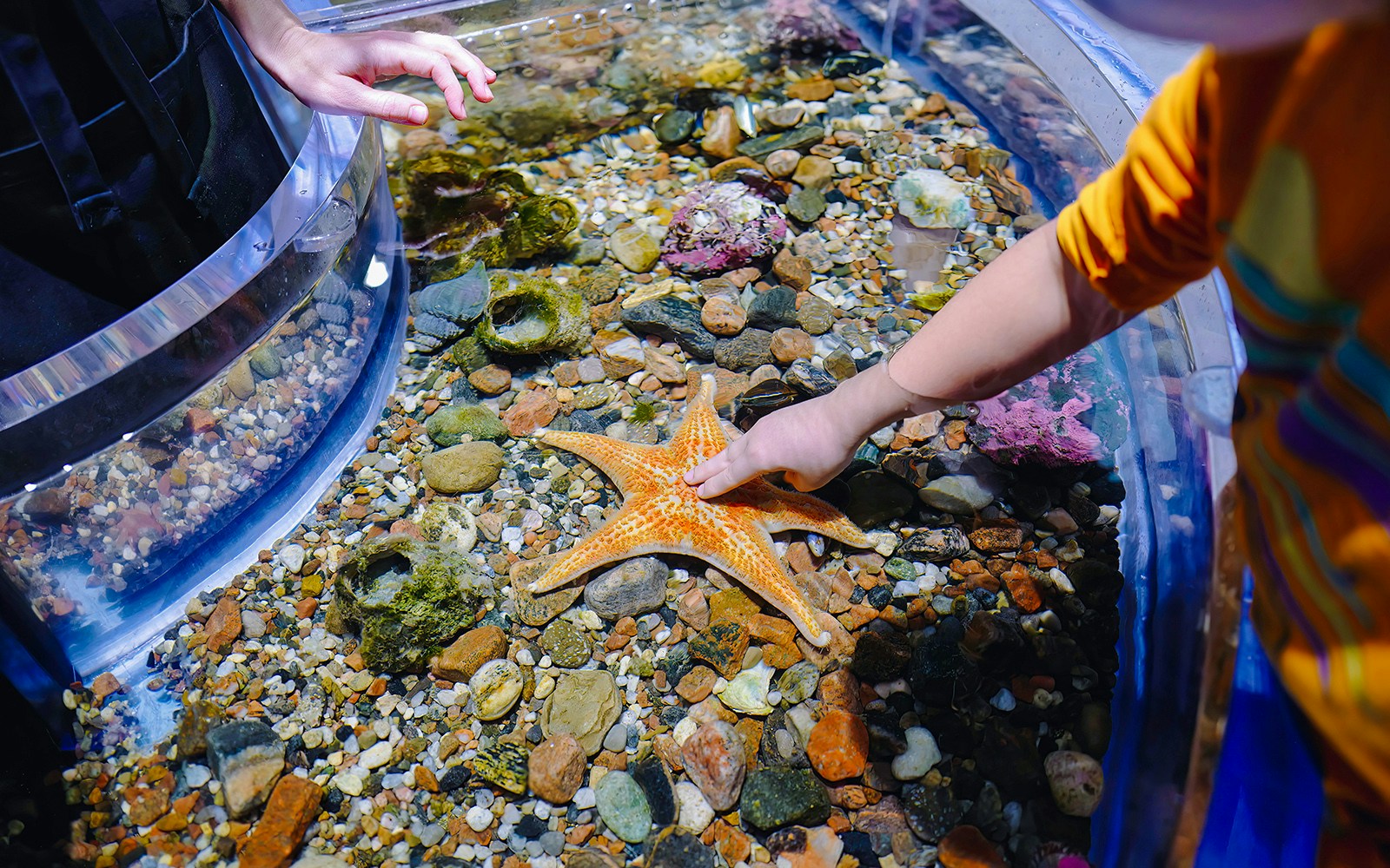 Visitors interacting with touch tank at Barcelona aquarium.