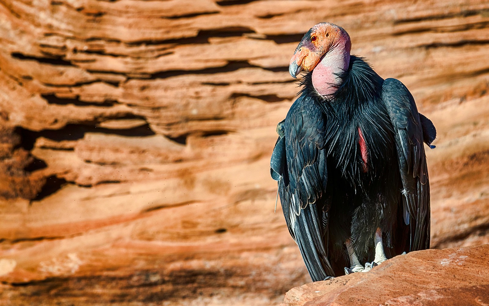 California condor