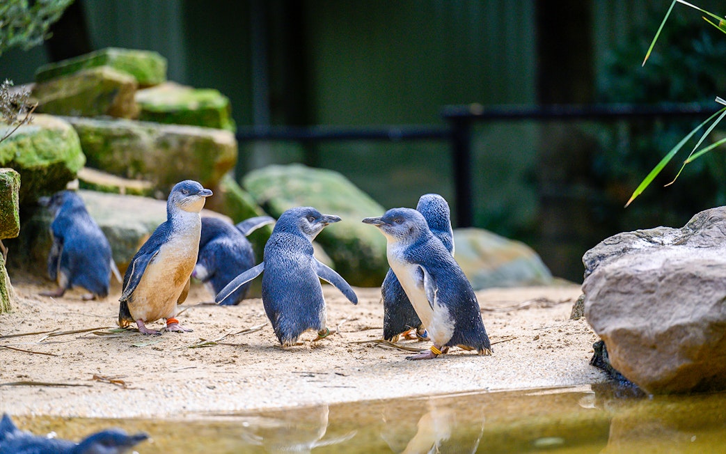 Little penguins at Featherdale Wildlife Park, Sydney, near a rocky pond.
