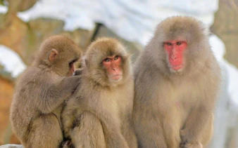 Snow monkeys at Jigokudani Monkey Park, Nagano, sitting together in winter.